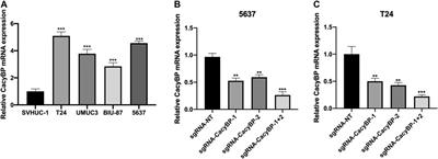 Downregulation of CacyBP by CRISPR/dCas9-KRAB Prevents Bladder Cancer Progression